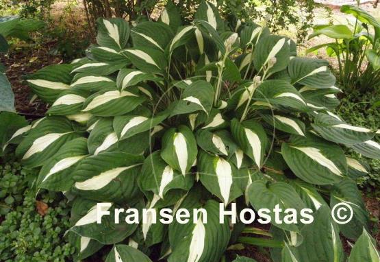 Hosta Risky Business - Fransen Hostas